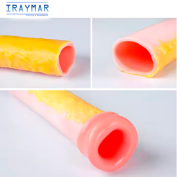 Modelo intestinal de silicona