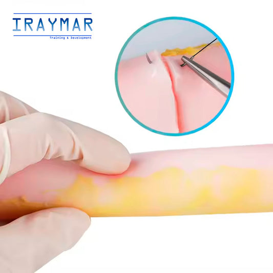 Modelo intestinal de silicona