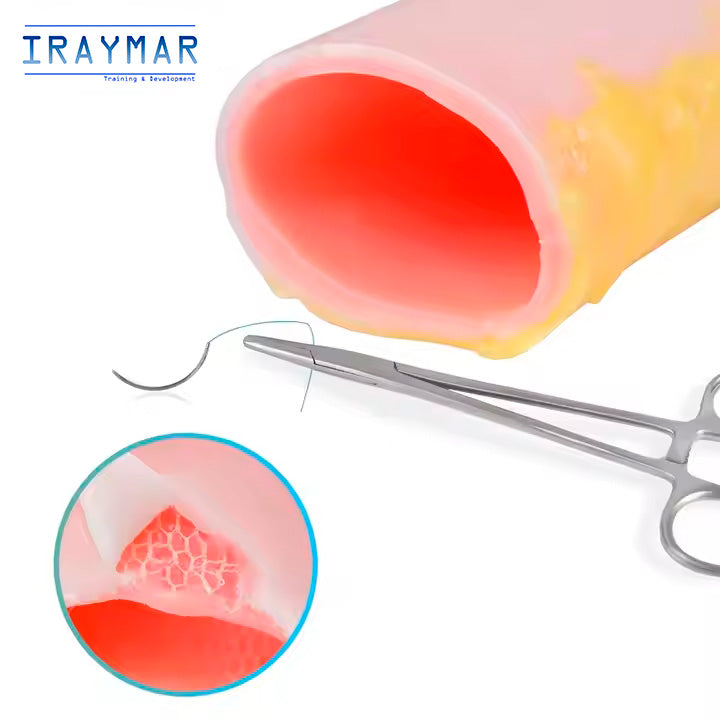 Modelo intestinal de silicona