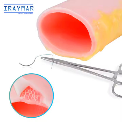 Modelo intestinal de silicona