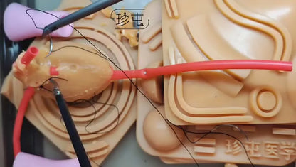 Módulo de próstata y vejiga (parcial)